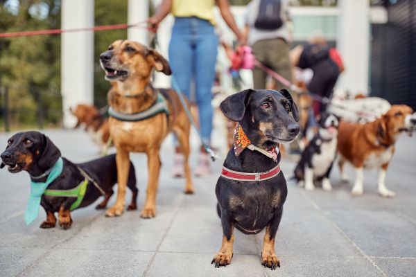 Nashville Pets