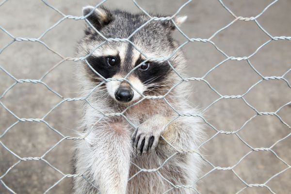 Nashville Wildlife Removal