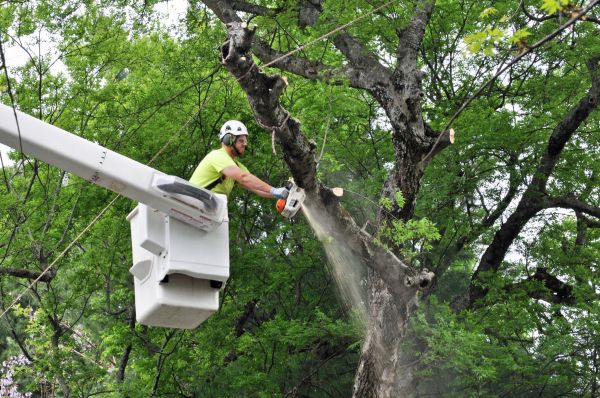 Nashville Tree Trimming