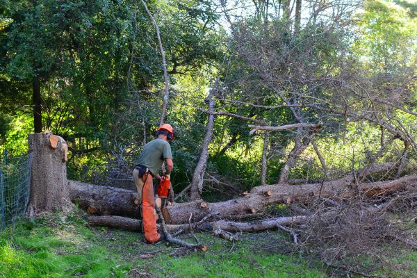 Nashville Tree Removal