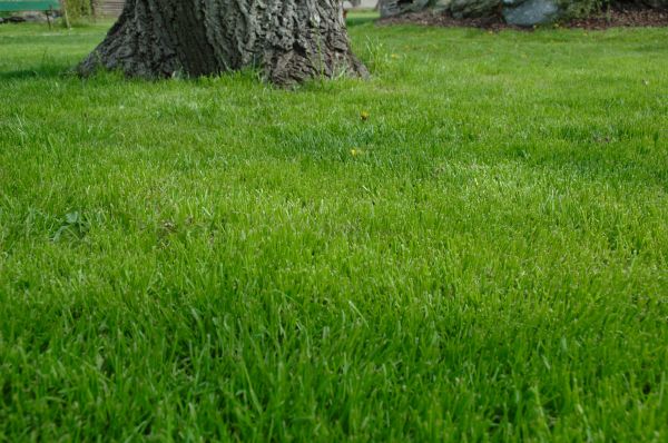 Nashville Lawn Treatment